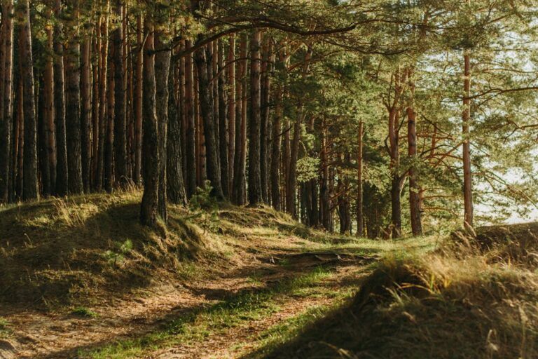 Wanderweg im Wald mit Aussicht – Heubach Panoramaweg