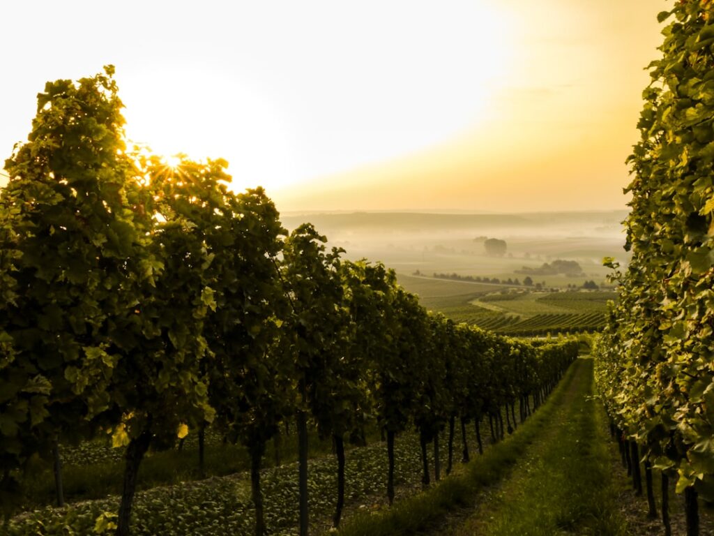 Weinberg am Hang im Odenwald im Morgenlicht